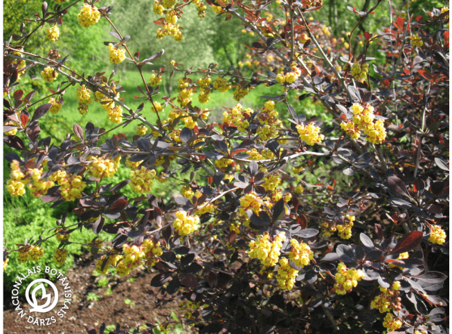 Berberis × ottawensis   'Superba'